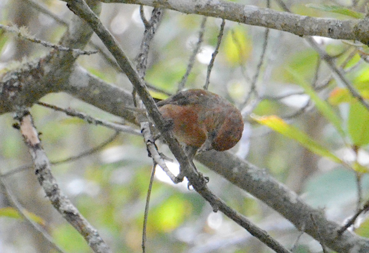 Red Crossbill - ML609021809