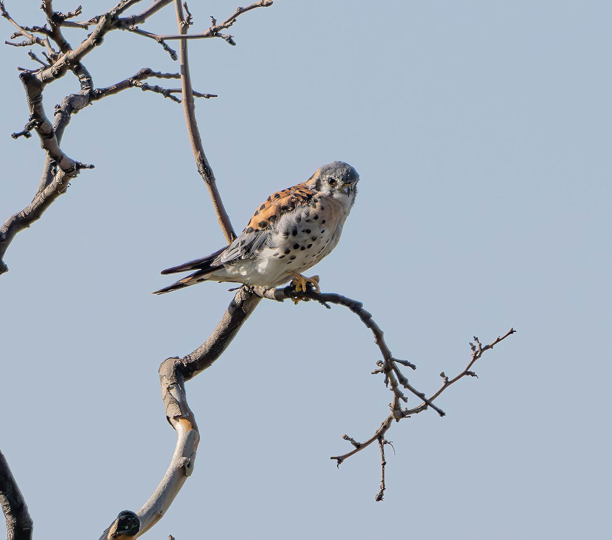 American Kestrel - ML609021854