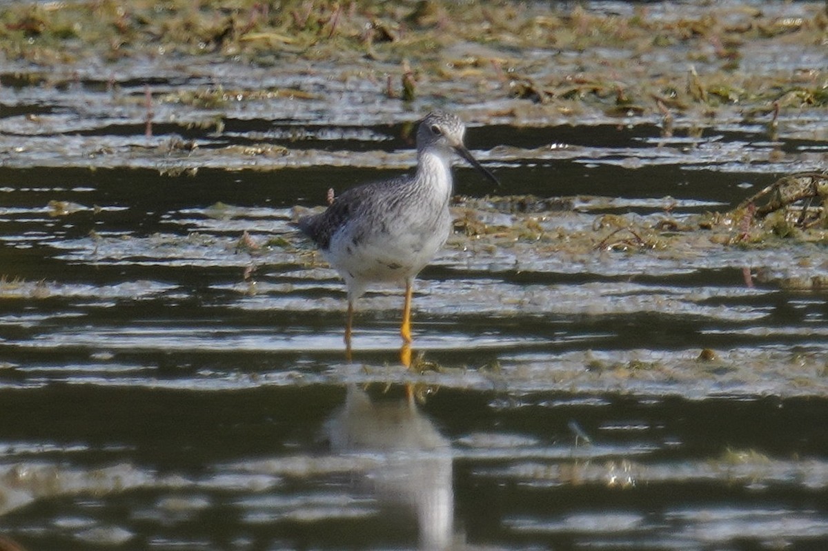 Greater Yellowlegs - ML609021889