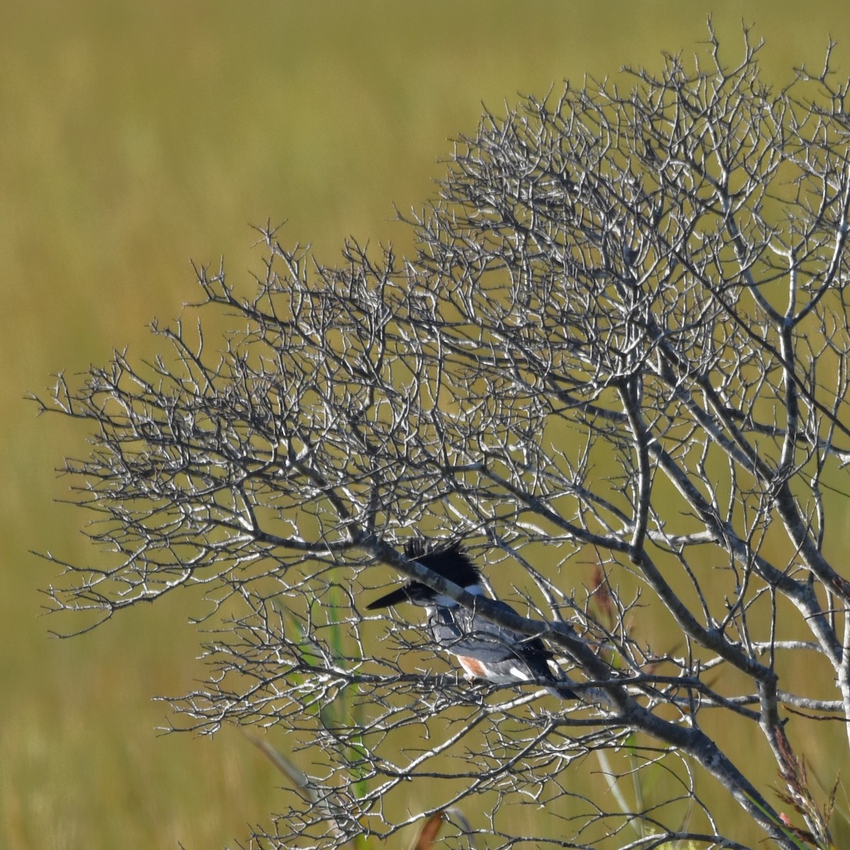 Belted Kingfisher - Barbara Seith