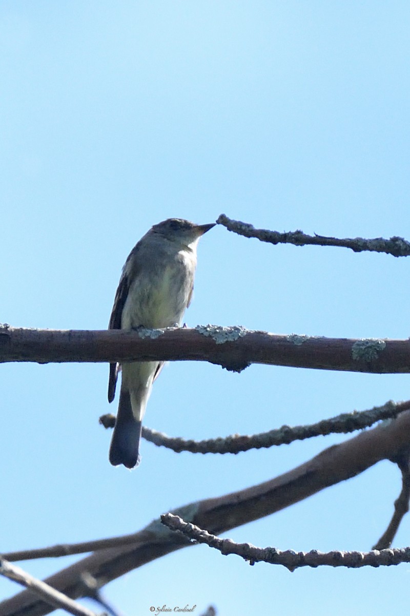 Eastern Wood-Pewee - ML609021990