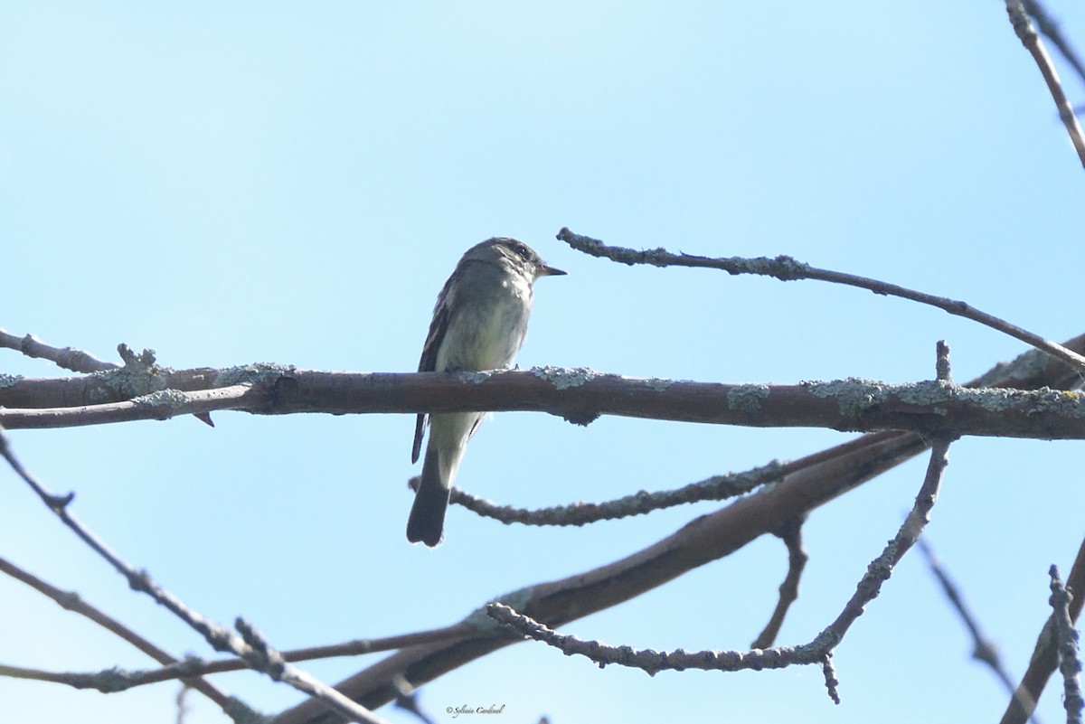 Eastern Wood-Pewee - Sylvain Cardinal