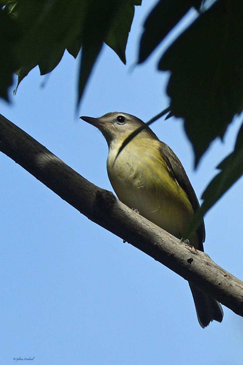 Sängervireo - ML609022018