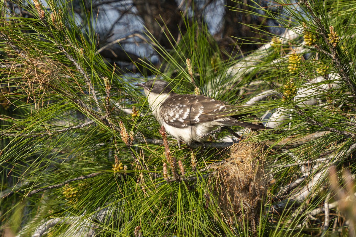Great Spotted Cuckoo - Ali COBANOGLU