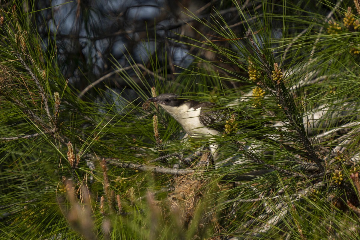 Great Spotted Cuckoo - Ali COBANOGLU