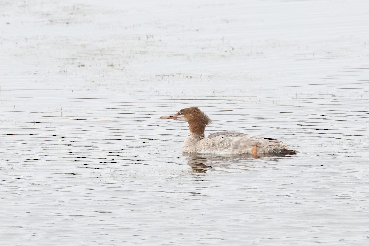 Common Merganser - Dan Singer