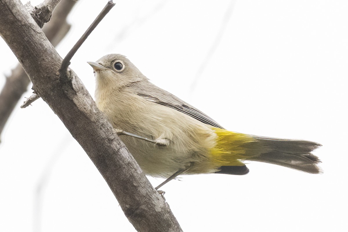 Virginia's Warbler - ML609022430