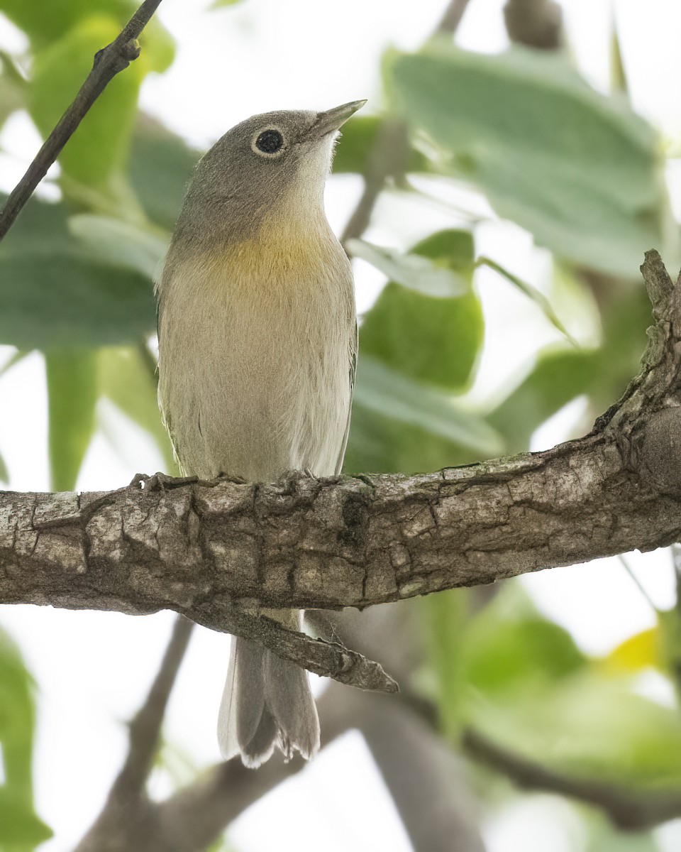 Virginia's Warbler - ML609022441