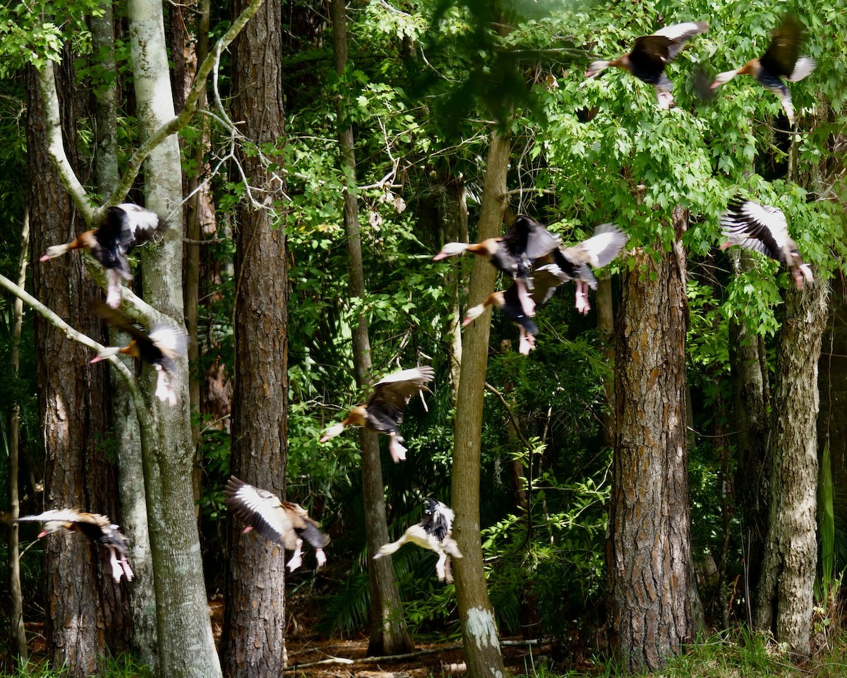 Black-bellied Whistling-Duck - ML609022457