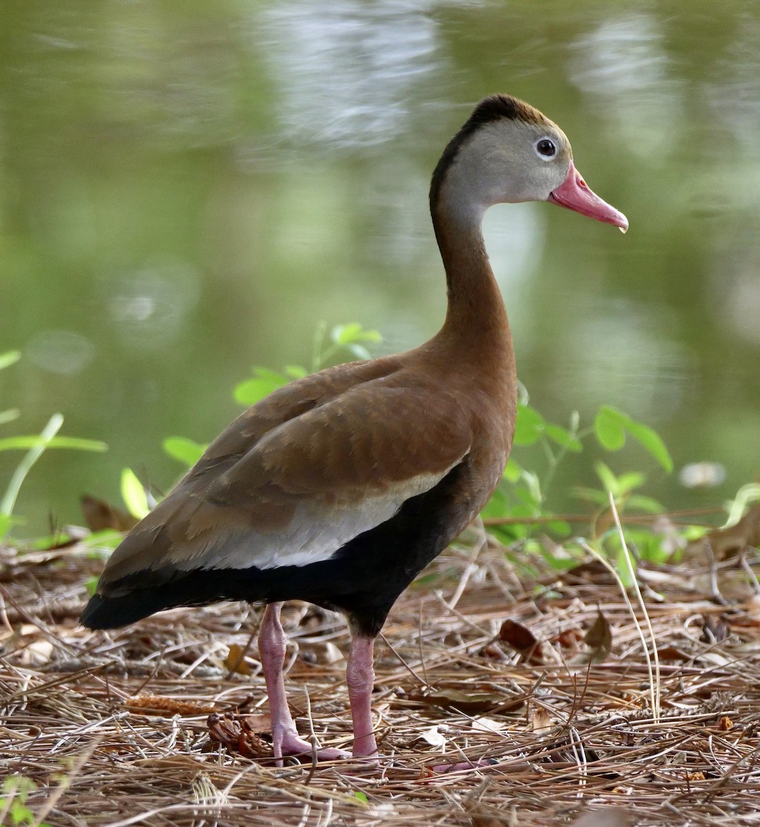 Black-bellied Whistling-Duck - ML609022459