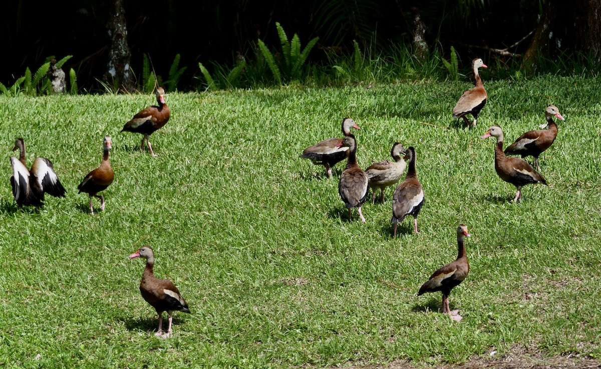 Black-bellied Whistling-Duck - ML609022461