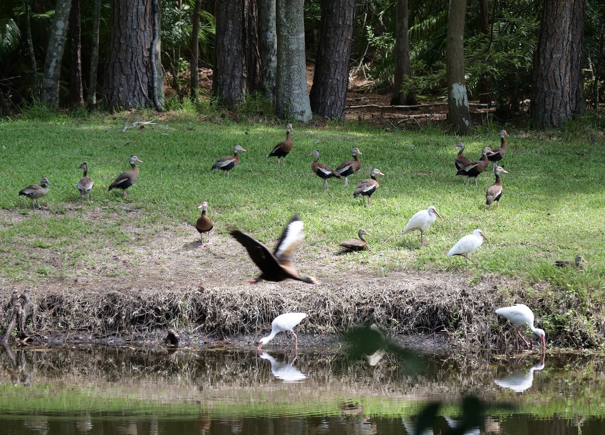 Black-bellied Whistling-Duck - ML609022462