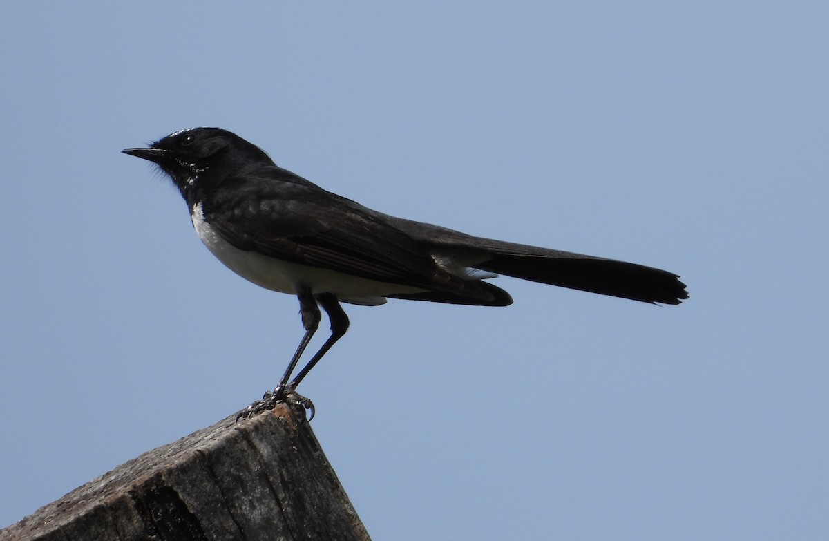Willie-wagtail - ML609022468