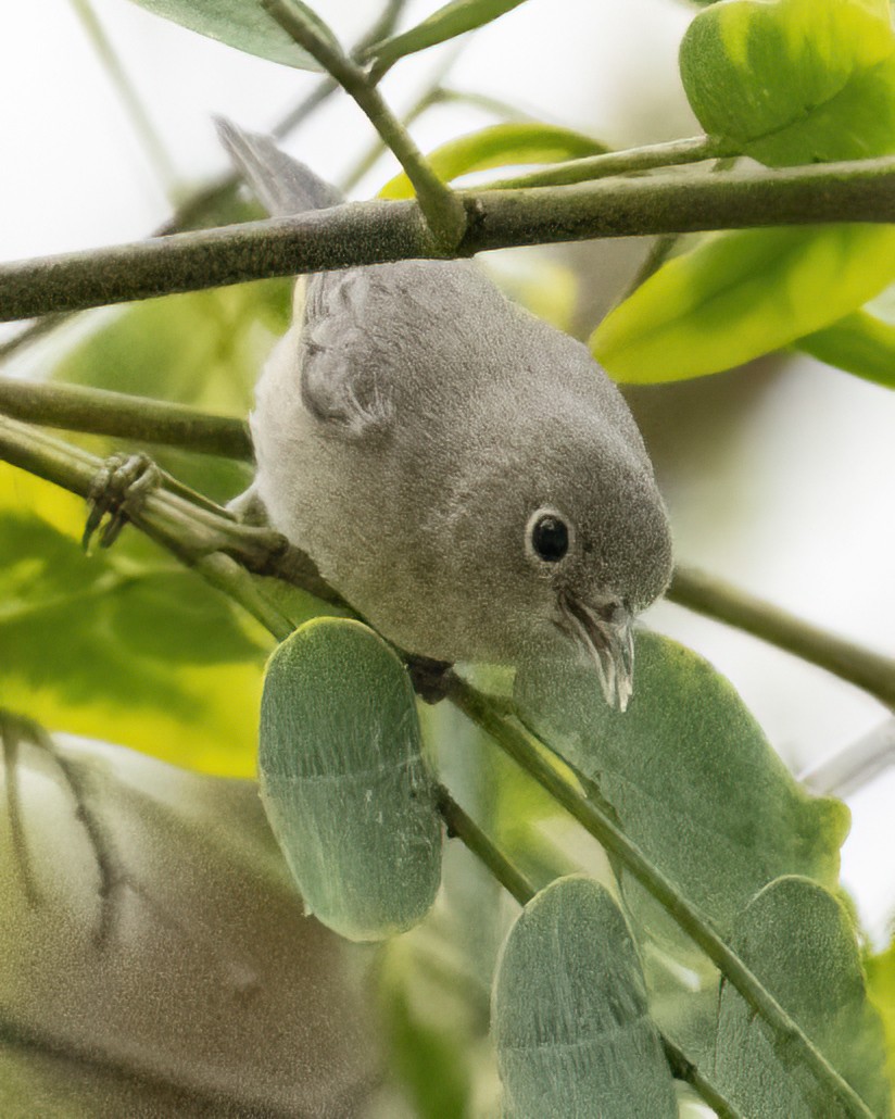 Virginia's Warbler - ML609022472