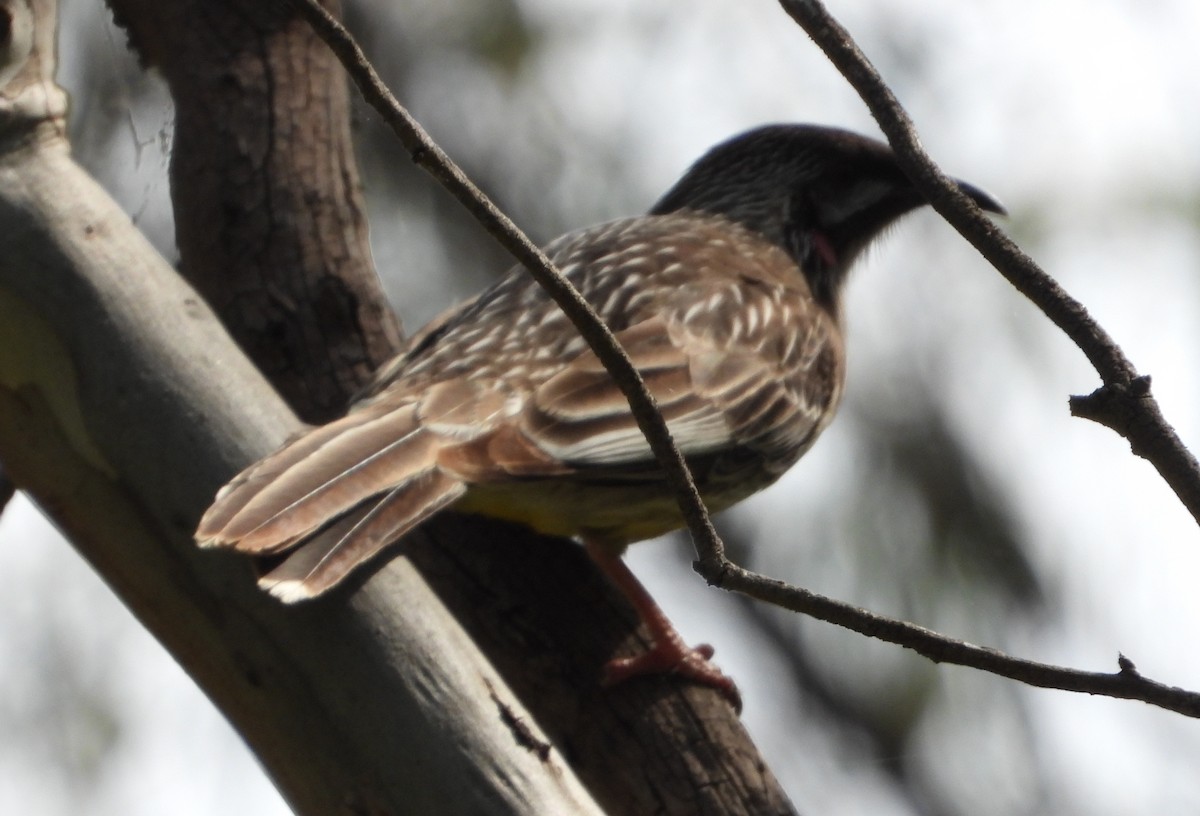 Red Wattlebird - ML609022487