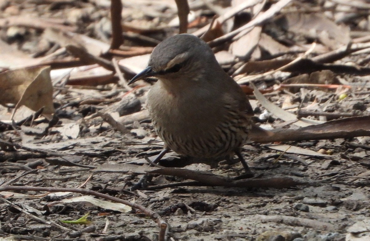 Brown Treecreeper - ML609022531