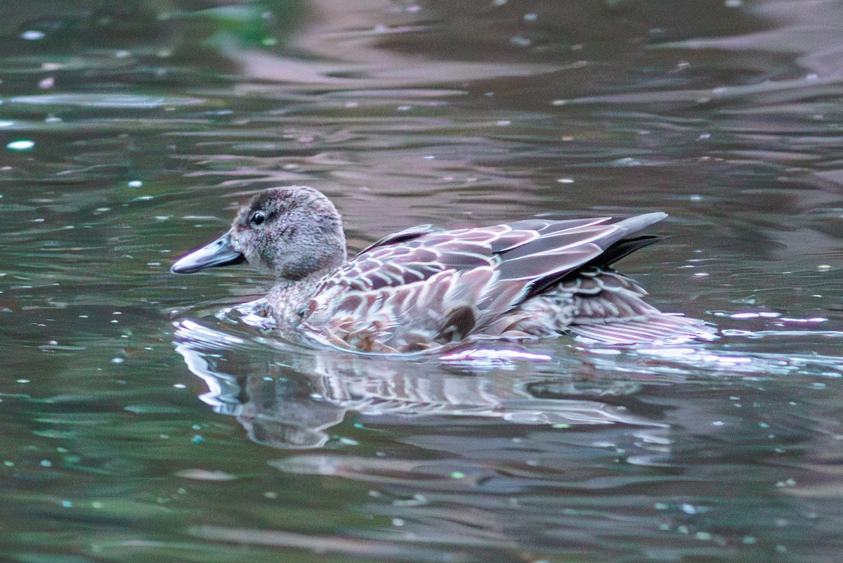 Blue-winged Teal - ML609022629