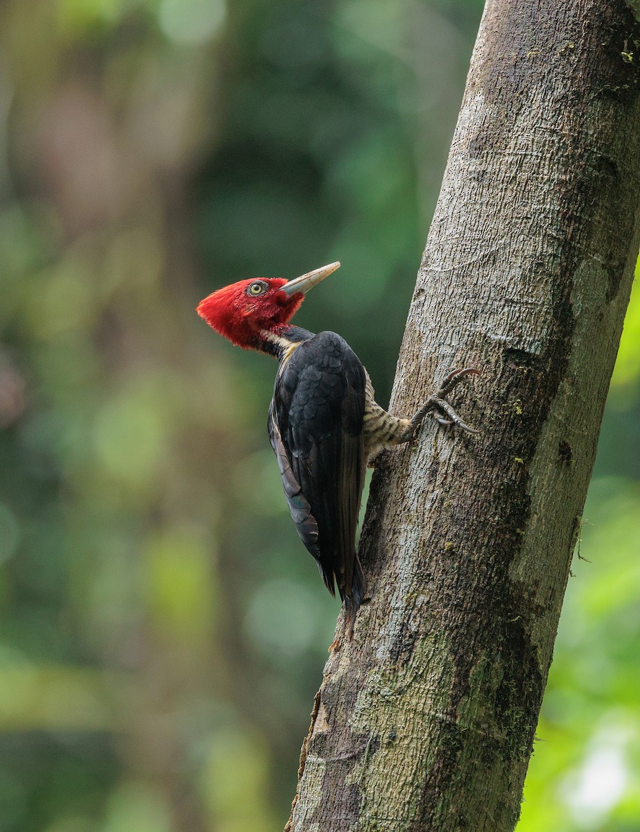 Pale-billed Woodpecker - Jorge Abarca