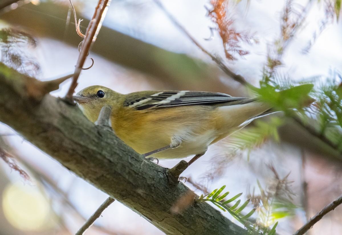 Bay-breasted Warbler - Elena Bersani