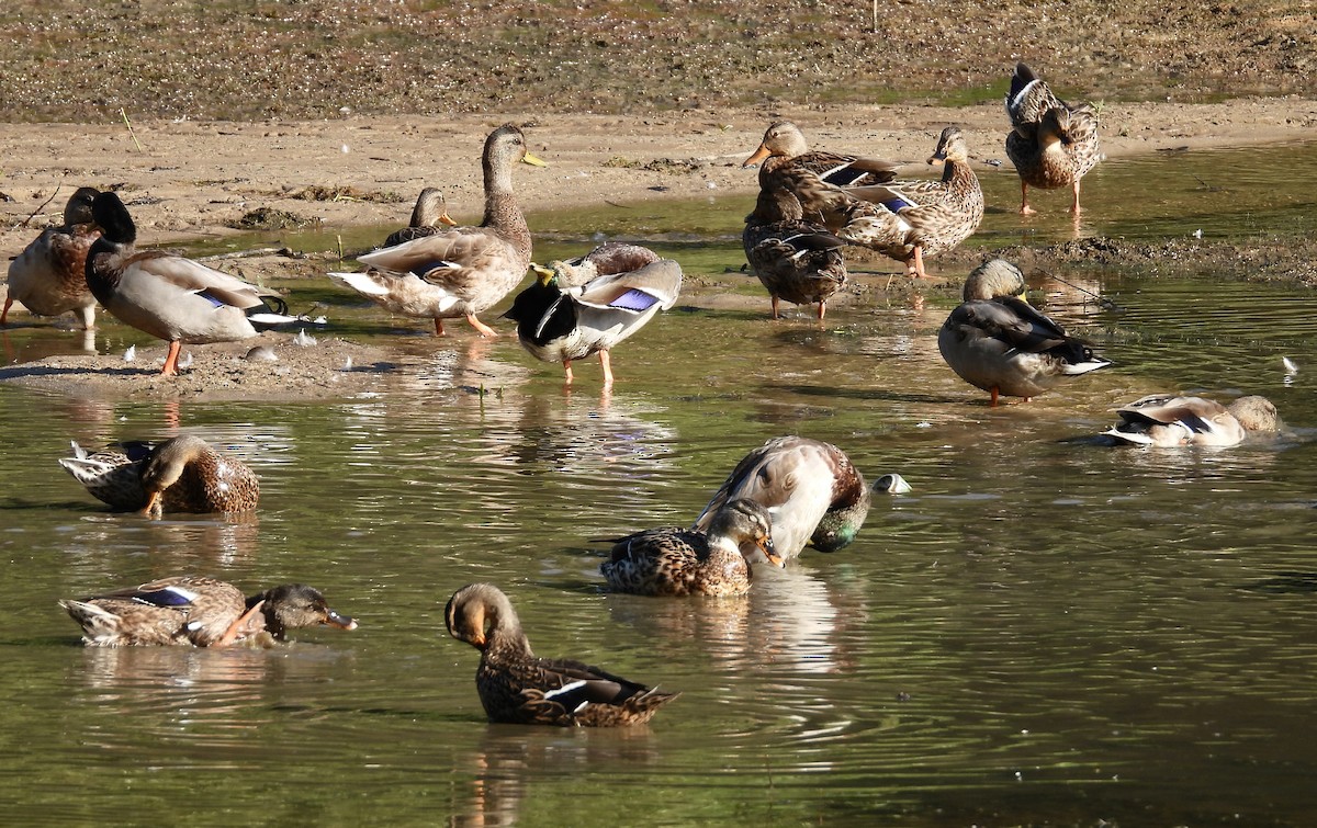 Mallard - ML609022961