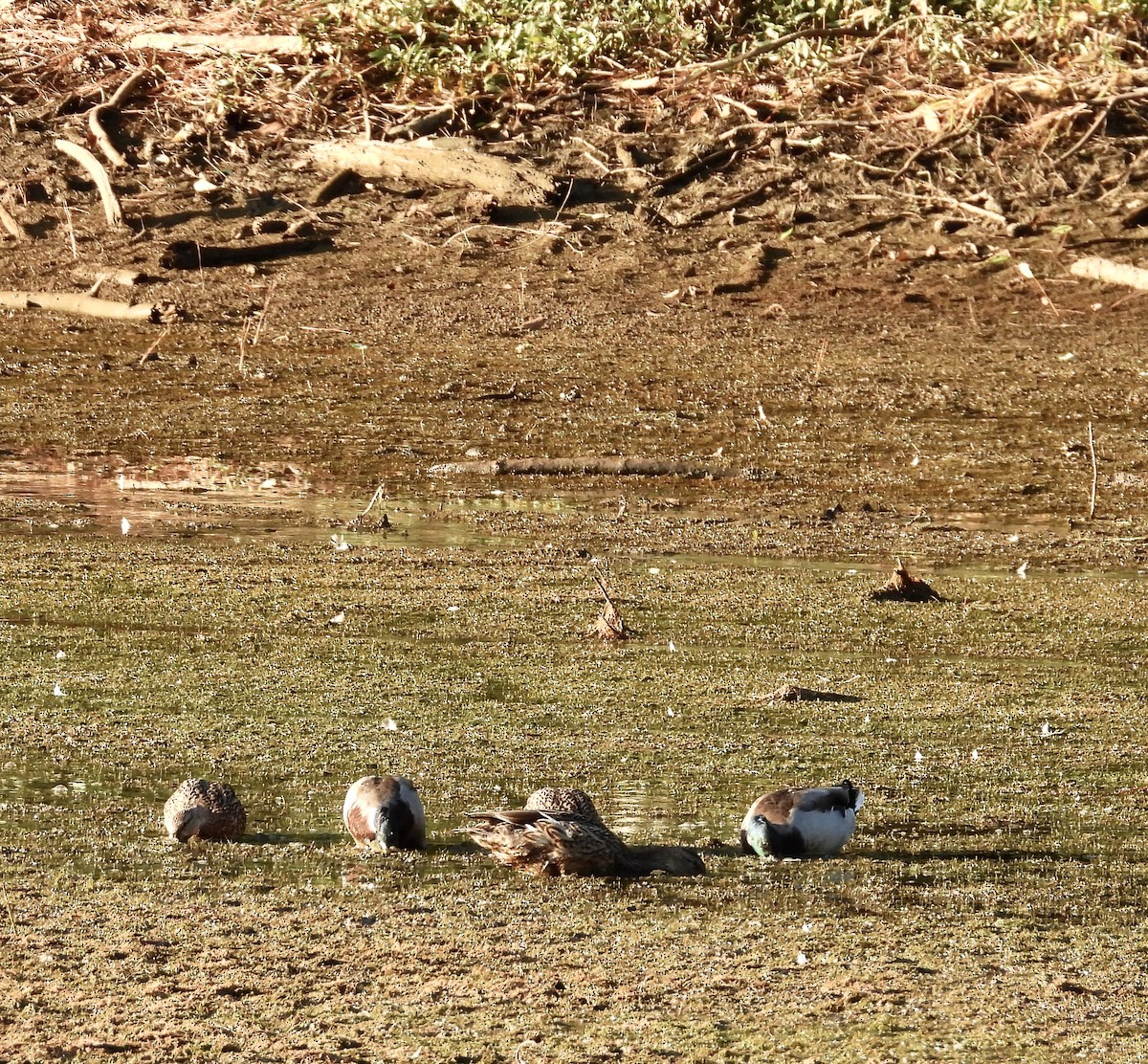 Mallard - ML609022963