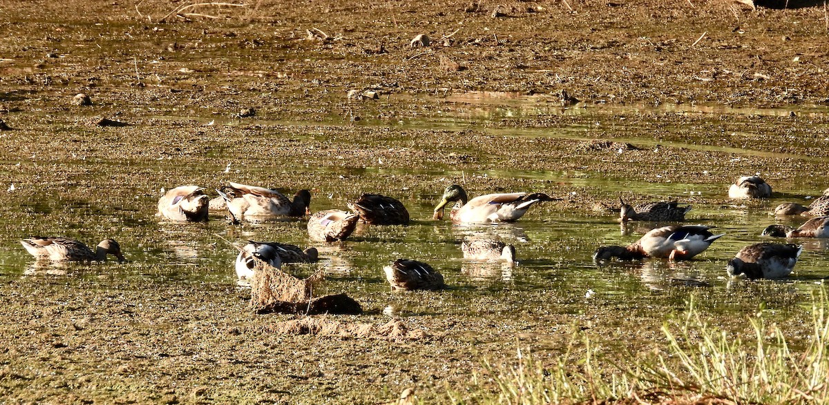 Mallard - ML609022964