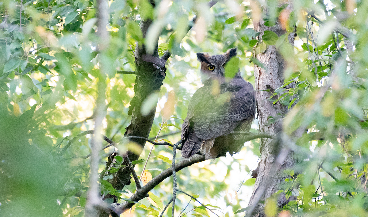 Great Horned Owl - ML609022994