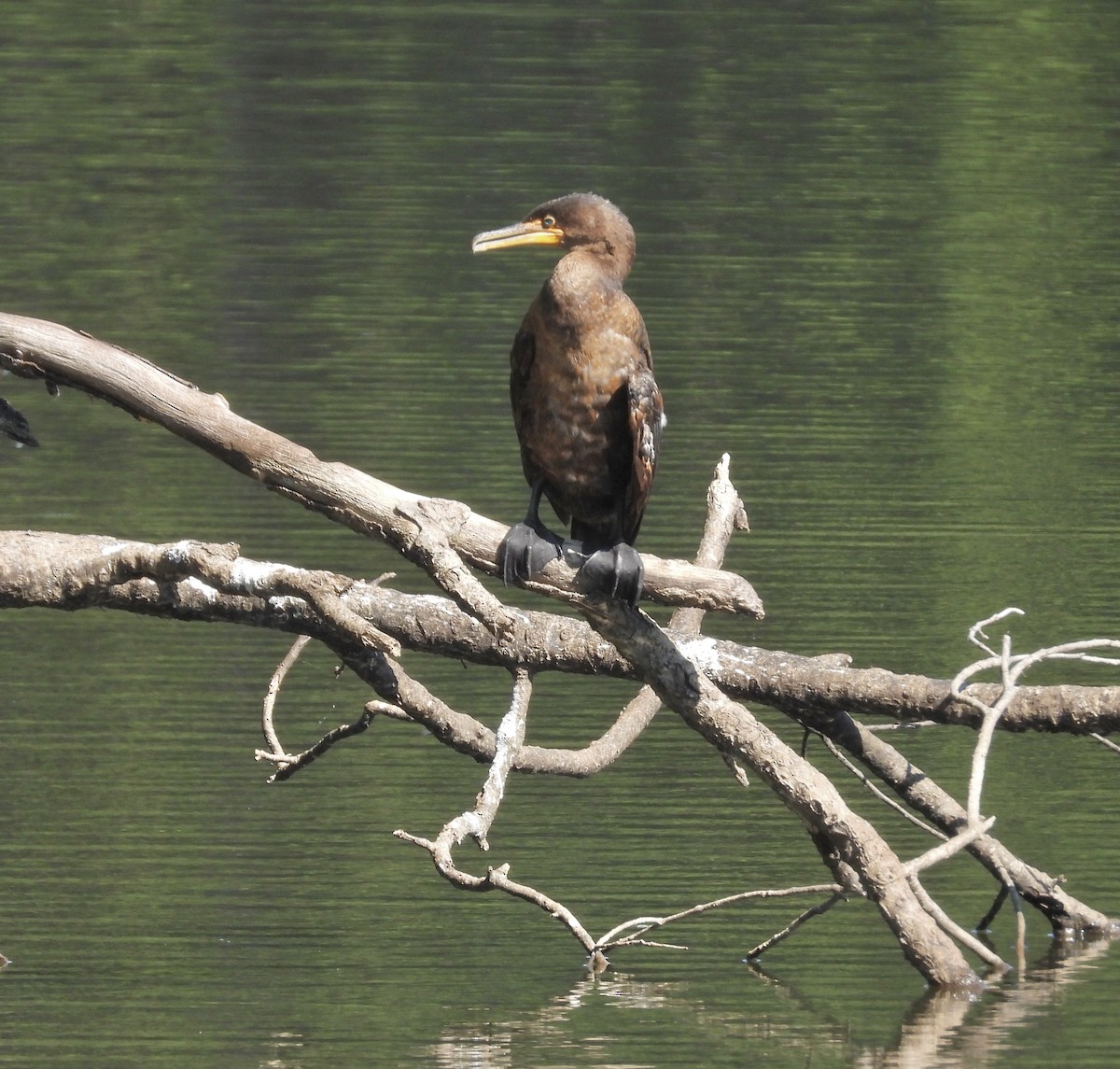 Double-crested Cormorant - ML609023021