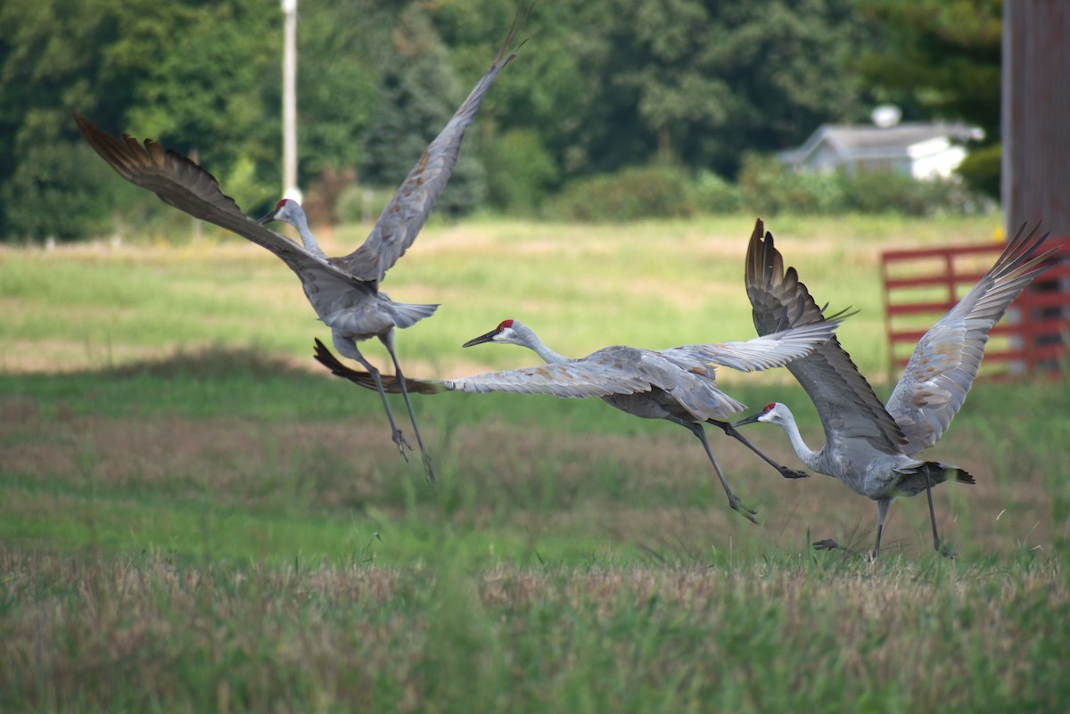 Sandhill Crane - ML609023030