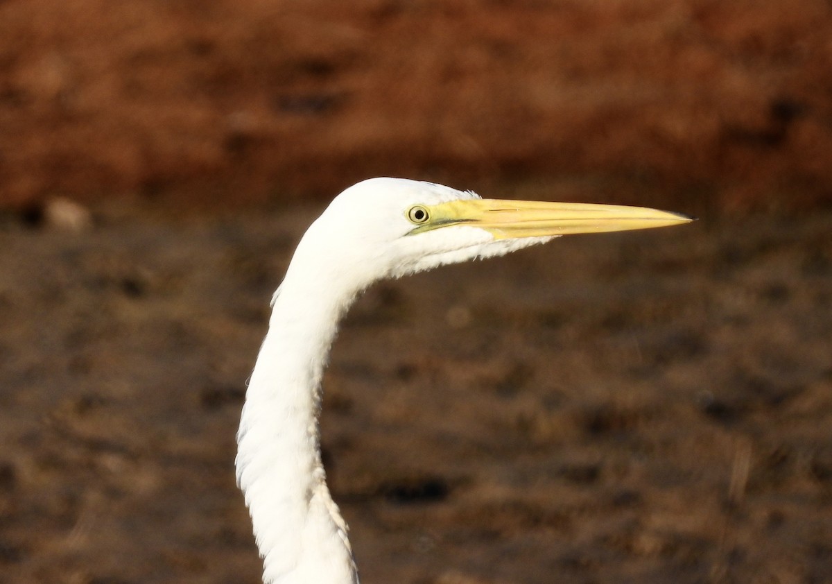 Great Egret - ML609023036