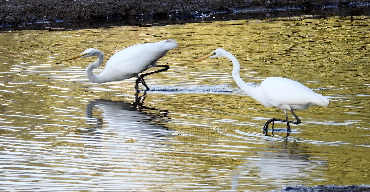 Great Egret - ML609023037