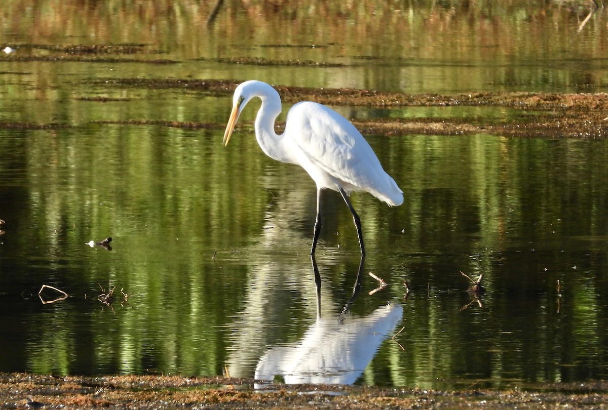 Great Egret - ML609023038