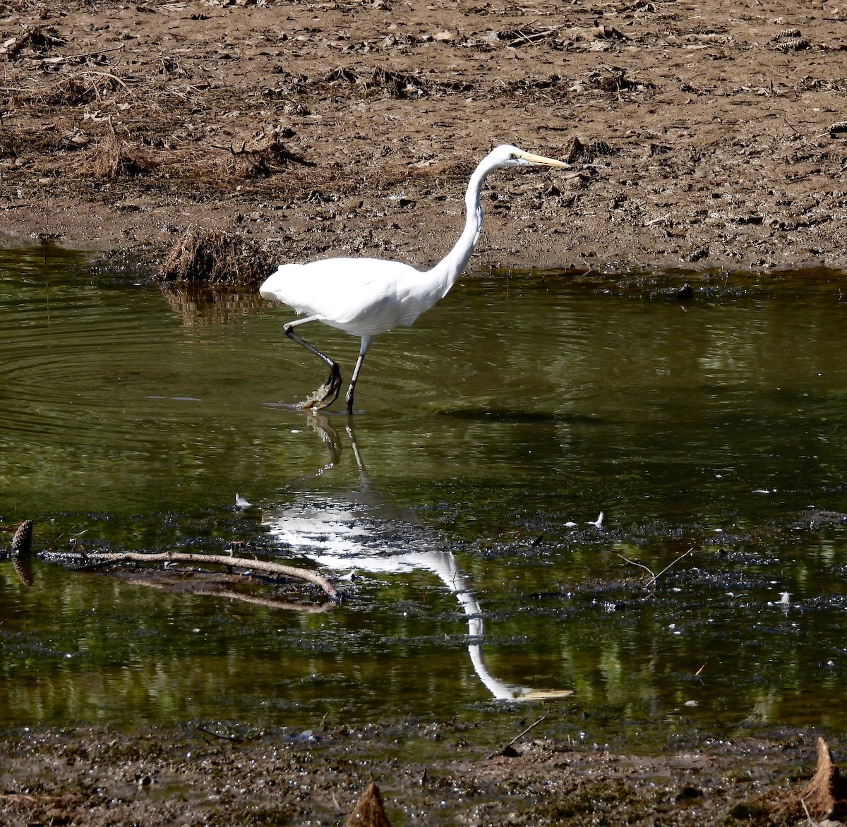 Great Egret - ML609023039