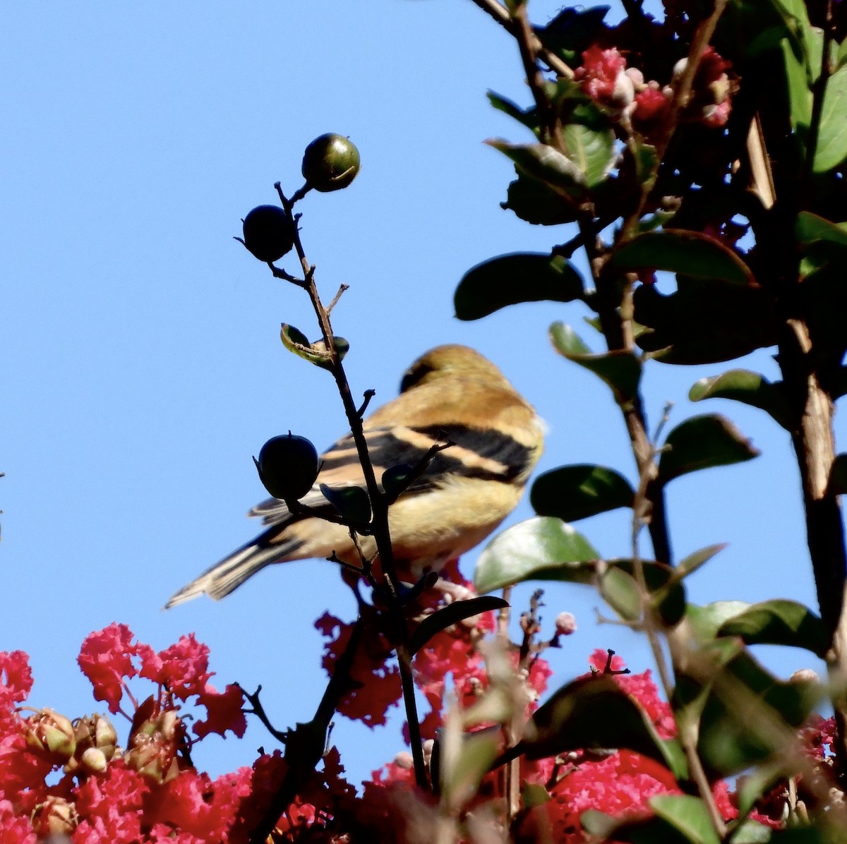 American Goldfinch - ML609023046