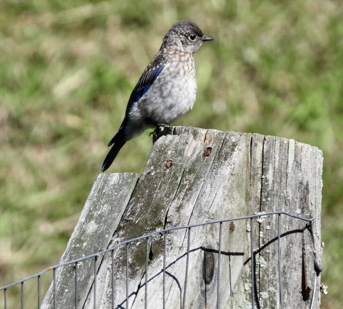 Eastern Bluebird - ML609023050