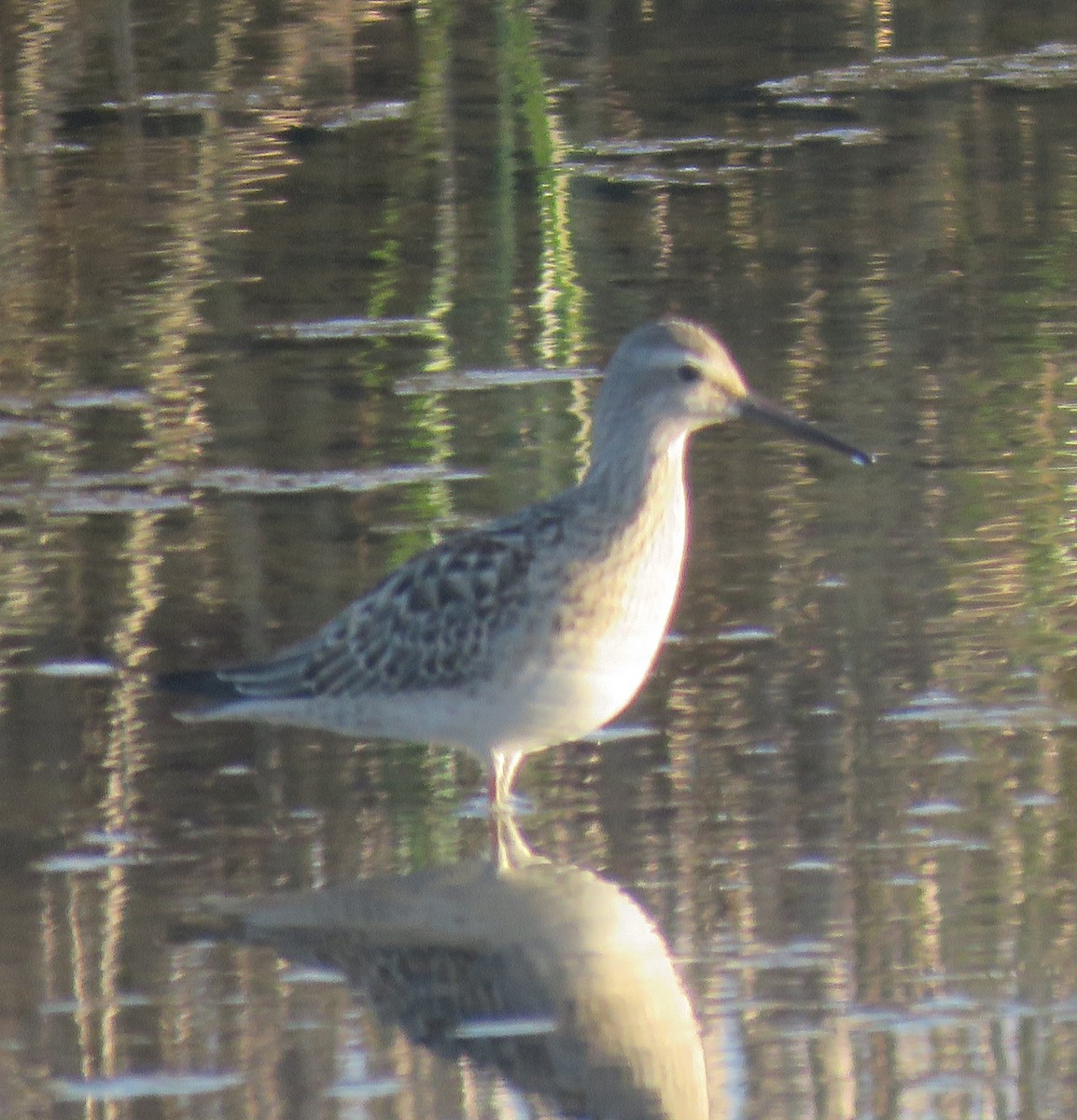 Stilt Sandpiper - ML609023056