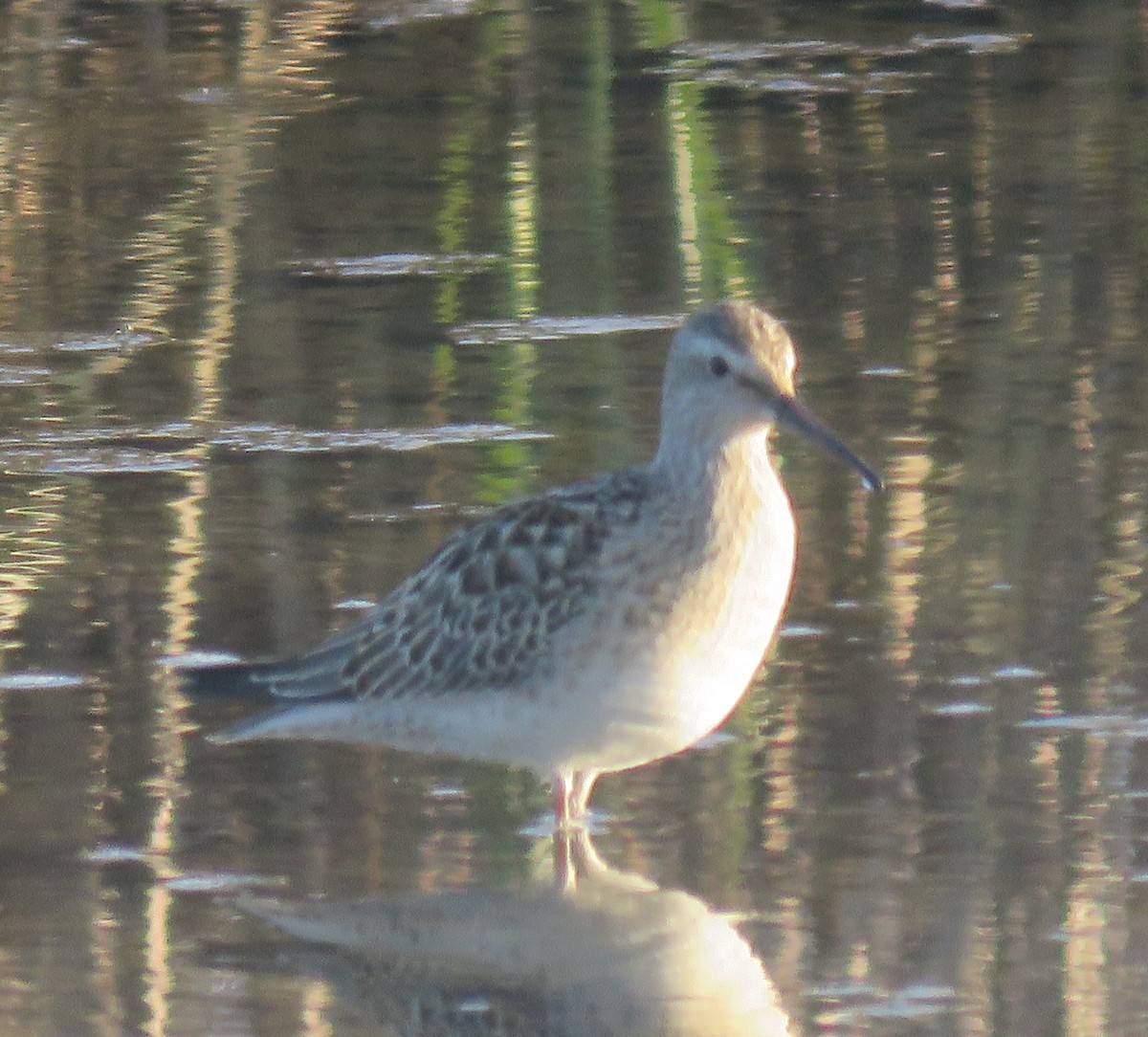 Stilt Sandpiper - ML609023057