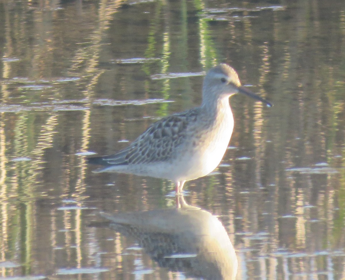 Stilt Sandpiper - ML609023058