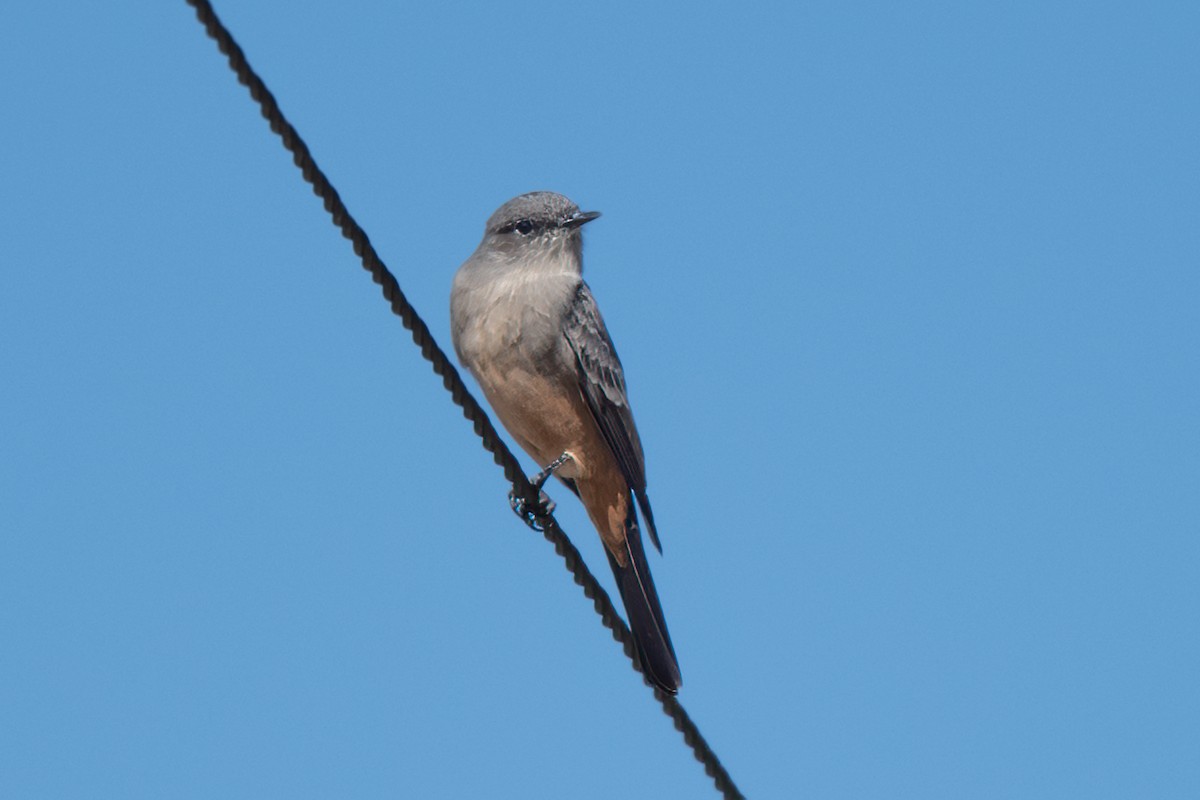 Mosquero Llanero - ML609023073