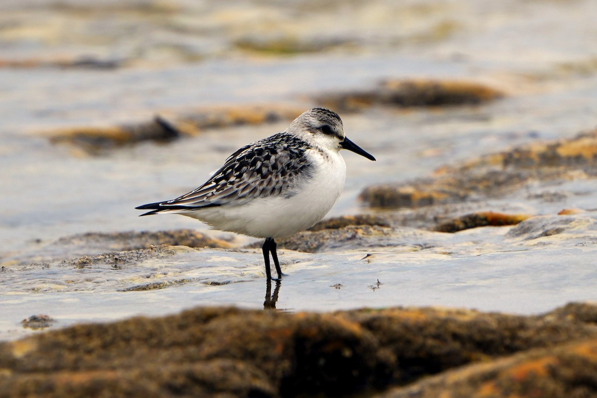 Sanderling - ML609023191