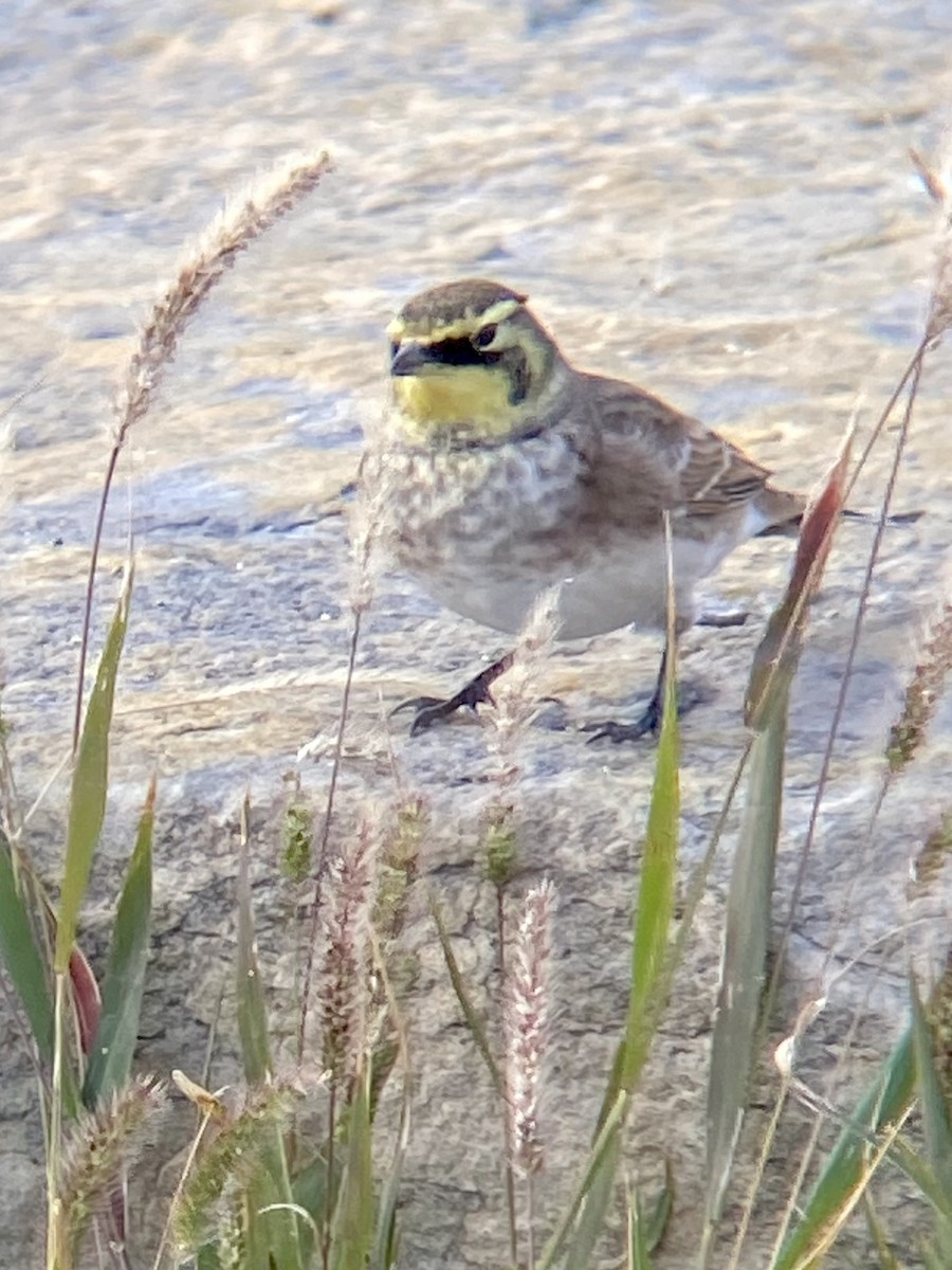 Horned Lark - ML609023205