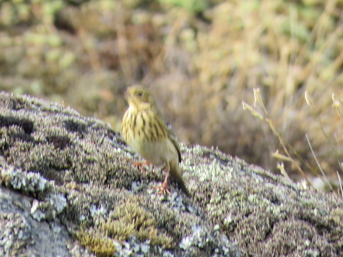 Tree Pipit - ML609023218