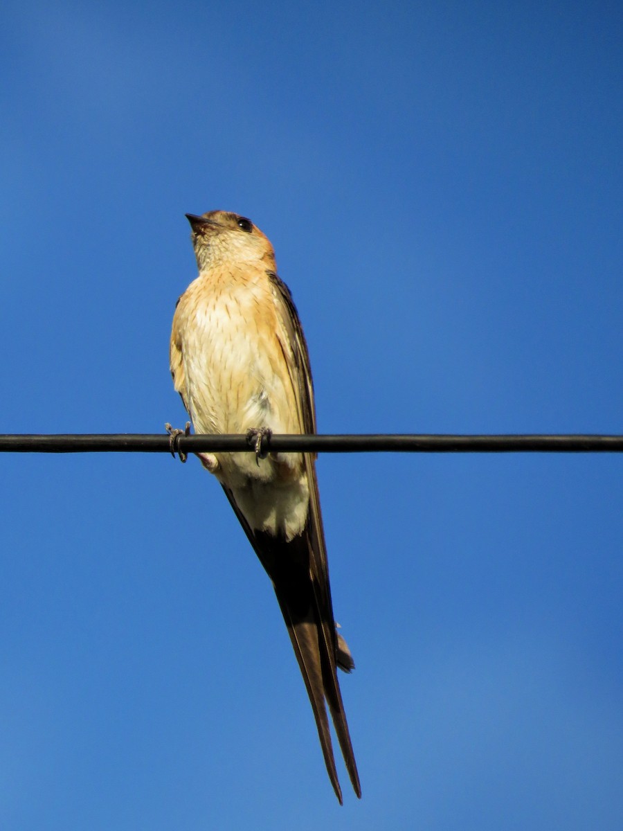 Red-rumped Swallow - ML609023271