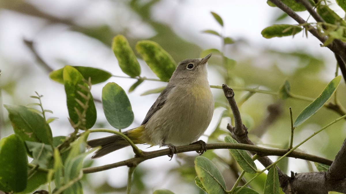 Virginia's Warbler - ML609023328