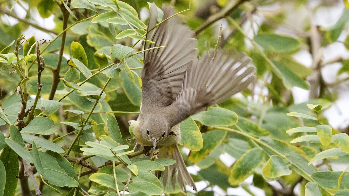 Virginia's Warbler - ML609023329