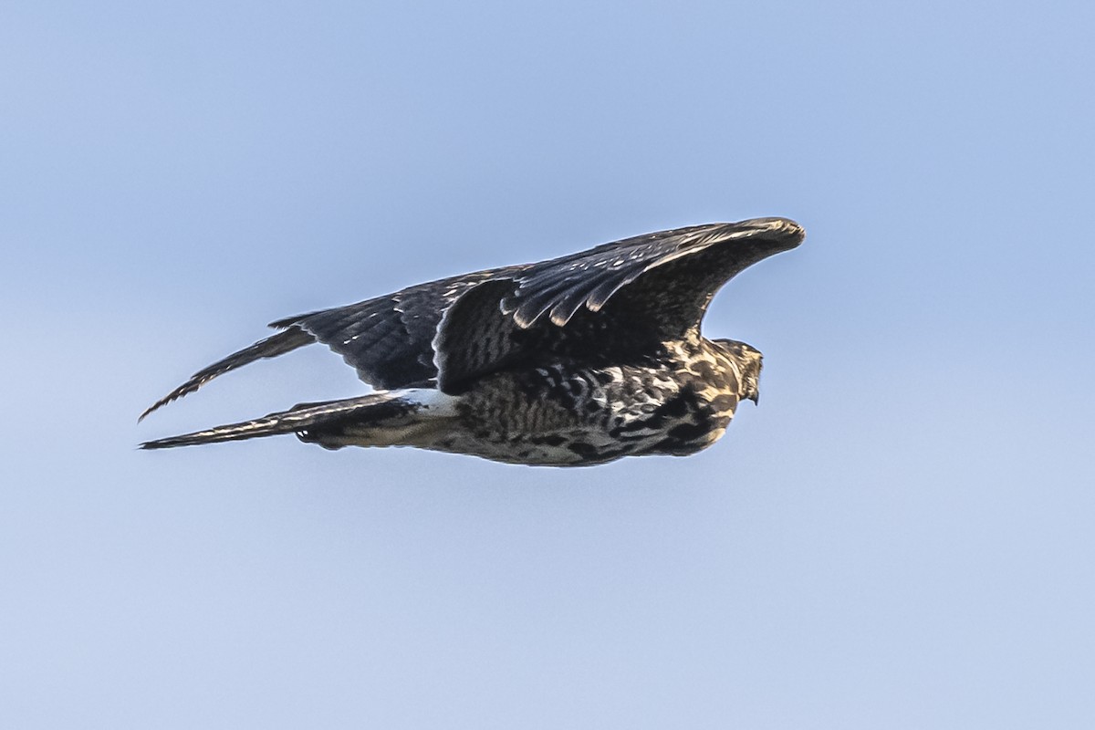 Harris's Hawk - ML609023479