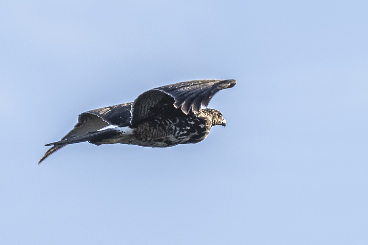 Harris's Hawk - ML609023481