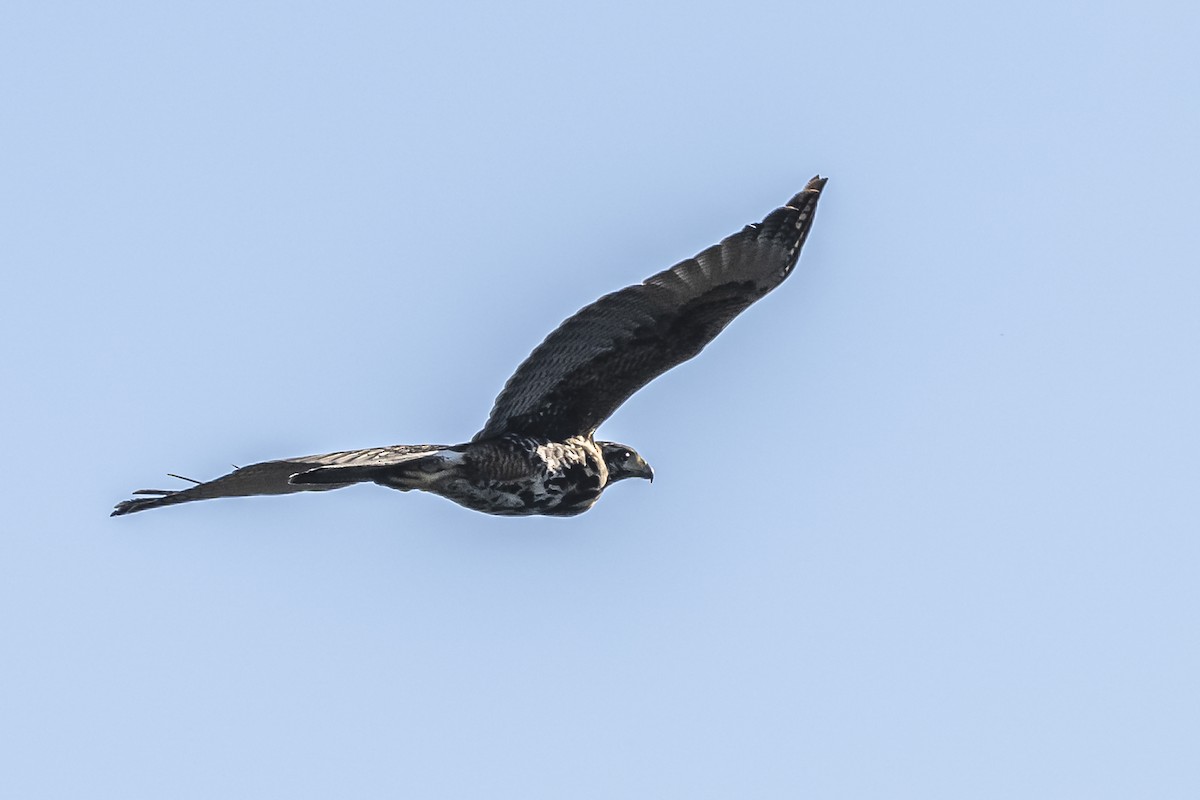 Harris's Hawk - ML609023484