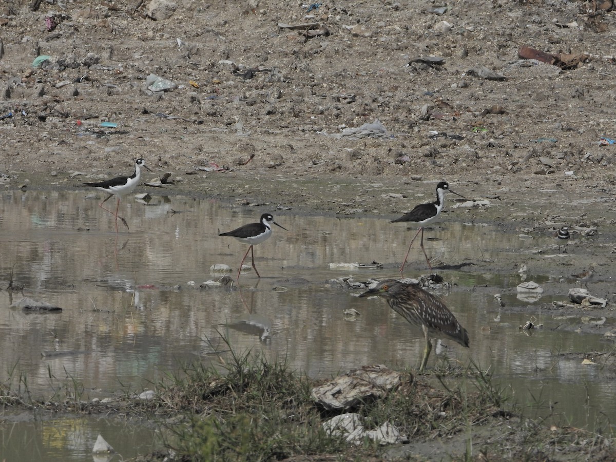 Black-necked Stilt - ML609023653