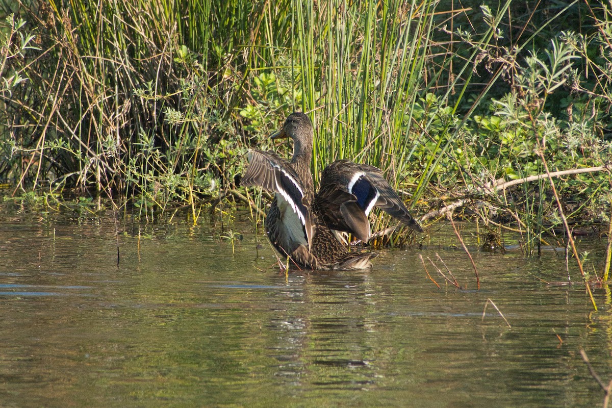 Mallard - Larry Jordan